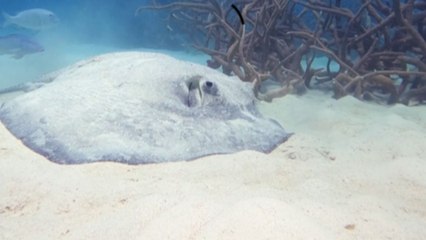 A breath-taking capture of the thorny Stingray in an Opal Reef *Incredible Video*