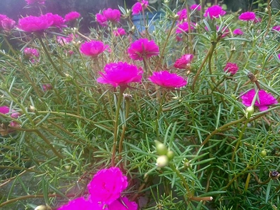Mossrose flower plant