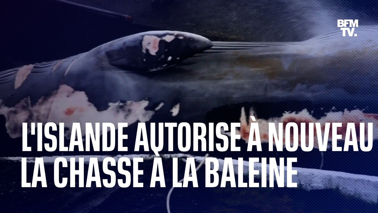Après deux mois d'interruption, l'Islande réaut...