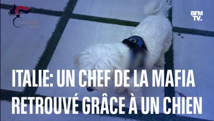 Un parrain de la mafia napolitaine retrouvé…grâce à un caniche