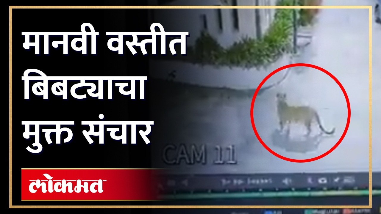 बिबट्याचा मुक्त संचार परिसरातील नागरिक भयभीत बिबट्या सीसीटीव्ही कॅमेरात कैद