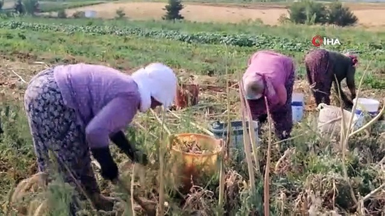 L'oignon a été produit comme alternative au raisin dans le district de Çal à Denizli.
