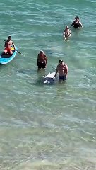 Atum' gigante' dá a à costa e banhistas decidem dividi-lo entre eles