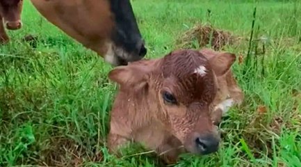 Em vídeo comovente, vaca apresenta, toda orgulhosa, seu bebê recém nascido
