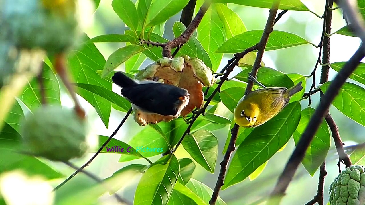 Birds