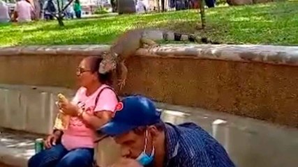 Vídeo impressionante: mulher é surpreendida por iguana e quase infarta