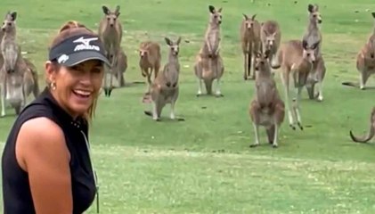 Vídeo fofo: cangurus interrompem partida de golfe na Austrália