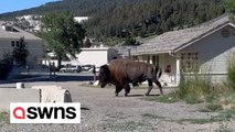 Huge bison strolls through small town in Yellowstone National Park