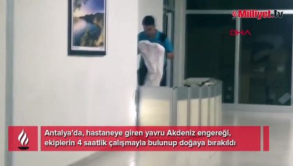Hastanede yılan alarmı! 4 saat boyunda didik didik aradılar
