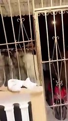 Enfrentamiento entre bandas habría dejado un muerto y varios heridos en Capotillo 1/2