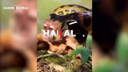 Anakondanın yakaladığı maymunun çığlıkları yürekleri yaktı