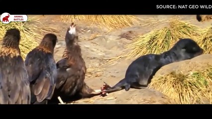 5 moments où l'Aigle chasse une Proie dans l'eau   Combats d’Animaux