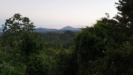 howler monkeys in costa rica