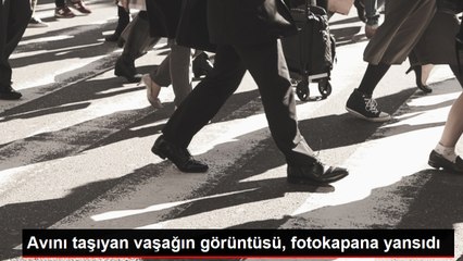 ANKARA-Avını taşıyan vaşağın görüntüsü, fotokapana yansıdı