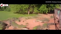 6 fois les Crocodiles attaquent et mangent leur propre espèce   Combats d’Animaux