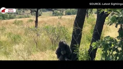 6 scènes Babouin vs Léopard   Combats d’Animaux