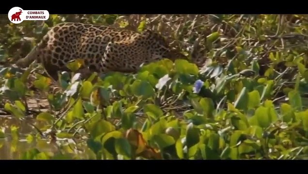 Batailles féroces entre des Jaguars, Léopards et des Crocodiles, Caïman Combats d’Animaux