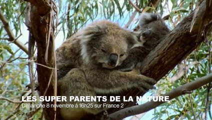 Bébés phoque & koala - ZAPPING SAUVAGE 45