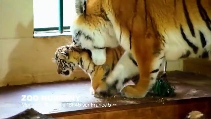 Des abeilles plus fortes qu'un éléphant ! - ZAPPING SAUVAGE 5