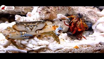 La puissance dangereuse de la Crevette Mante   Combats d’Animaux