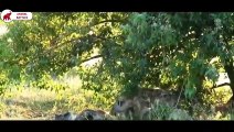 La raison pour laquelle les Hyènes détestent les Lions   Combats d’Animaux
