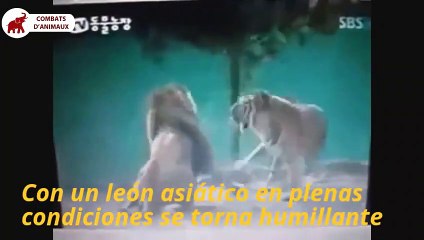 Le Lion peut aussi gagner le Tigre   Combats d’Animaux