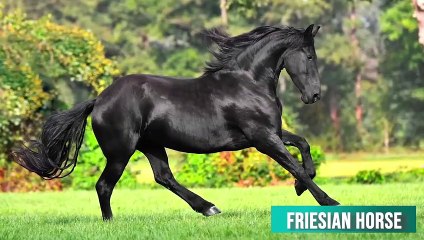 Les Chevaux Les Plus Grands du Monde