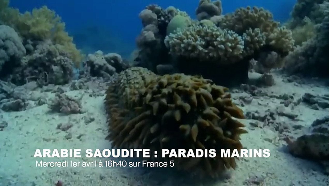 L'incroyable étoile de mer zombie - ZAPPING SAUVAGE 23