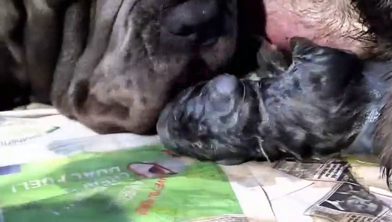Naissance d'un bébé chien en direct - ZAPPING SAUVAGE 43