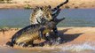 Meilleur combat crocodile contre gros félins   Combats d’Animaux
