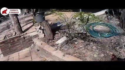 Mère sauve son enfant de l'attaque de l'Aigle   Combats d’Animaux