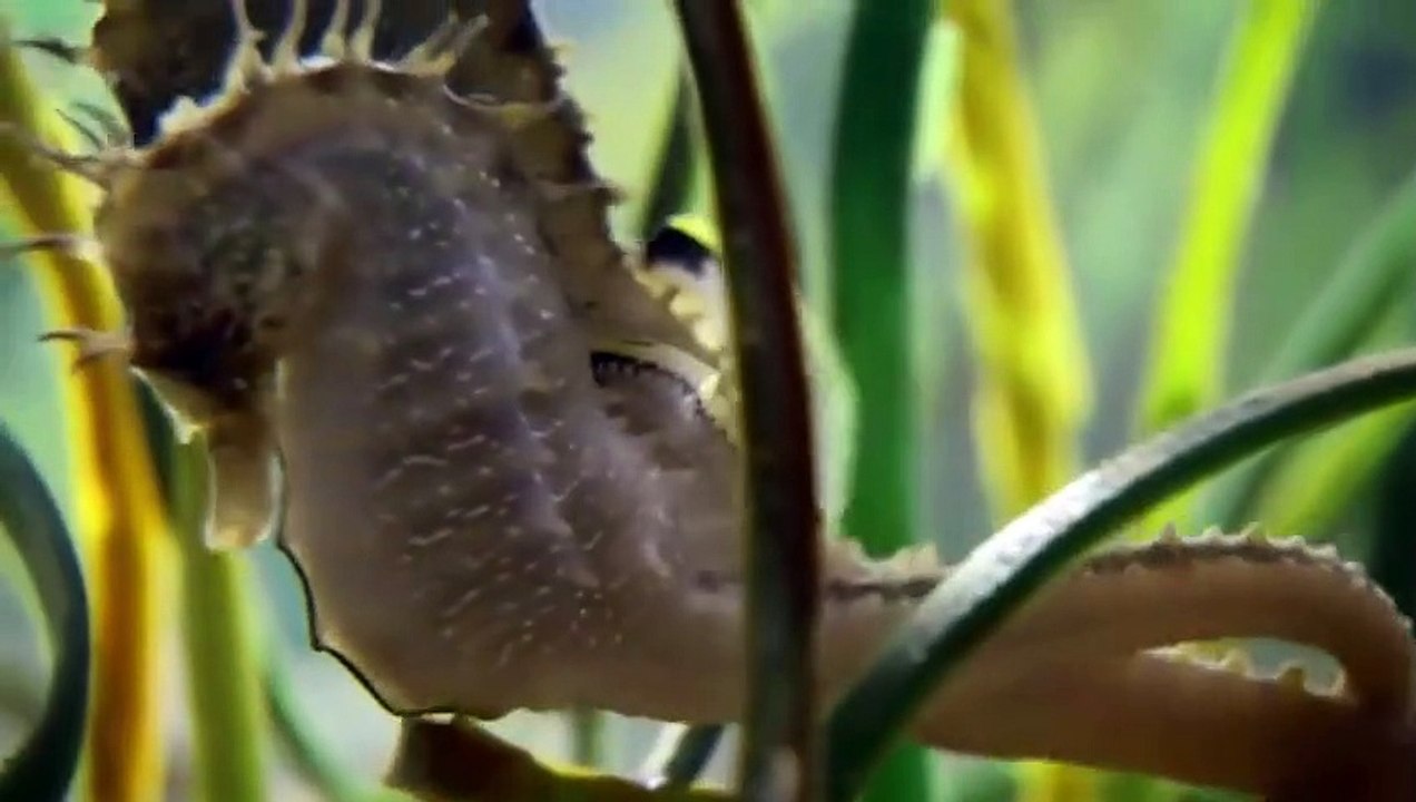 Naissance de bébés hippocampes en direct (très beau) - ZAPPING SAUVAGE 44