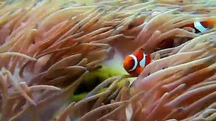 Nemo à l'origine d'un désastre  - ZAPPING SAUVAGE 41