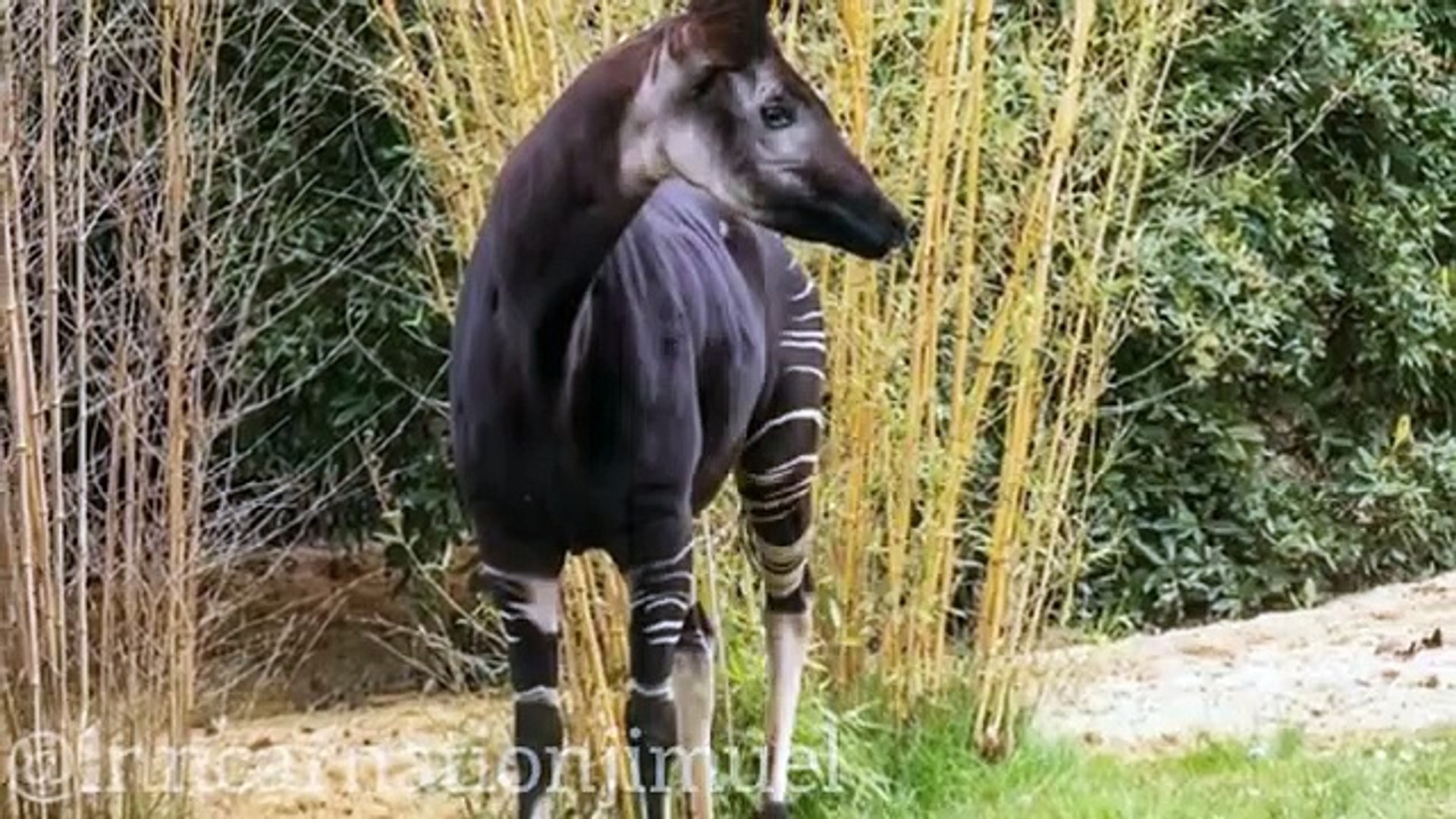 ⁣The Okapi_ A Unique and Endangered Animal Found Only in the Democratic Republic of Congo ----(360P)