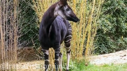 The Okapi_ A Unique and Endangered Animal Found Only in the Democratic Republic of Congo ----(360P)