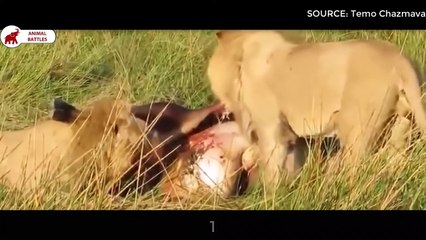 Top 5 des combats de Lion pour le Territoire   Combats d’Animaux