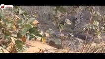 Tigre vs Python, Gros Chats vs Python   Combats d’Animaux