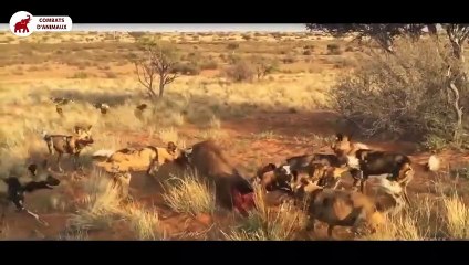 Top 6 des meilleures scènes de chasse du Chien Sauvage Africain   Combats d’Animaux