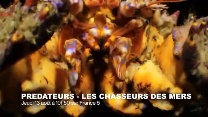 Vidéo très rare  un poisson au crâne transparent ! - ZAPPING SAUVAGE 36