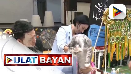 Iba't ibang breed ng pusa, rumampa sa International Cat Show sa Mandaue City