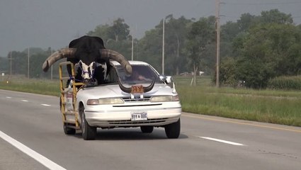 Police alerted to massive bull riding shotgun in Nebraska