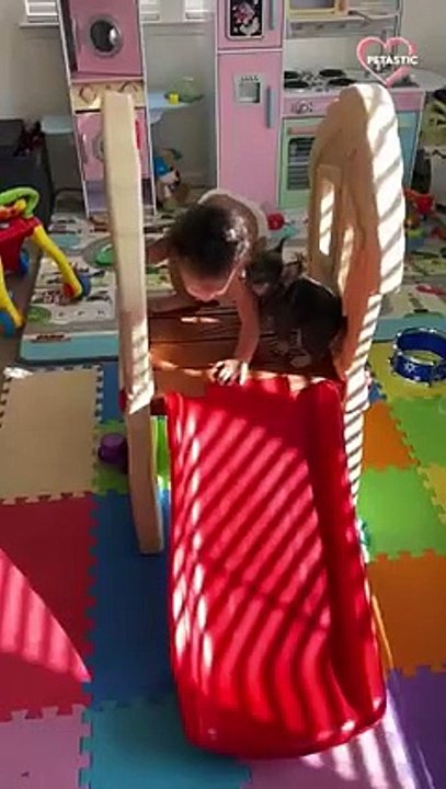 Don't try to hold back Laughter funny compilation   PETASTIC