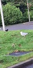 Savage Seagulls Attacking People   PETASTIC