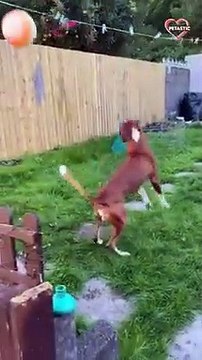 Winter Wonderland for Animals - Winter 2022 PETASTIC