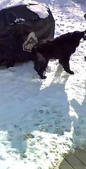 Funny and Cute Dogs in Snow Compilation 2022   PETASTIC