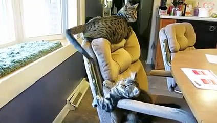 Cats Being JERKS - Funny Cat Compilation Try Not To Laugh   PETASTIC
