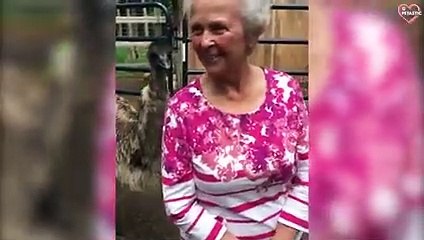 Funny Animals Attacking Moments In Zoo - Best on the Internet   PETASTIC