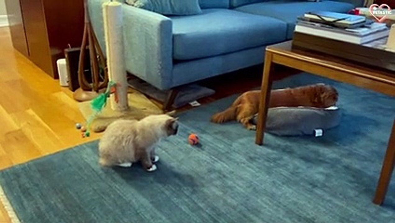 Cats Fighting with Dogs - Cats vs Dogs Compilation   PETASTIC