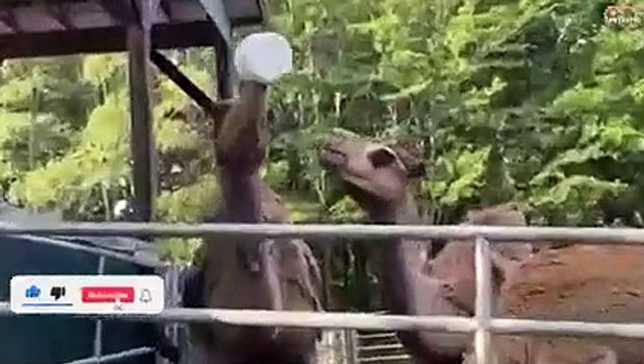 Camels Attack caught on camera - Camels Funny Compilation   PETASTIC