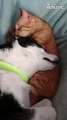 Adorable Bonding Between A Cat And A Dog   PETASTIC